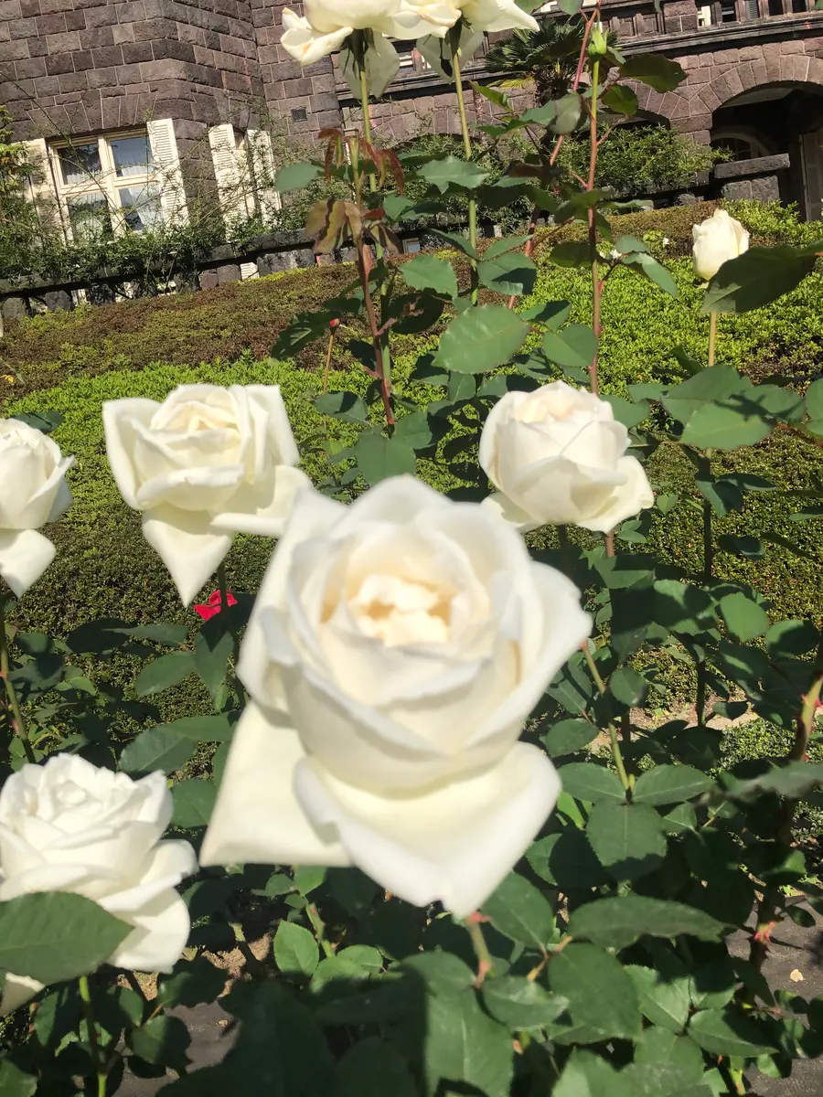 【当店限定販売】 ホワイトクリスマス「旧古河庭園の薔薇」のアルバム-みんなの 国文学研究