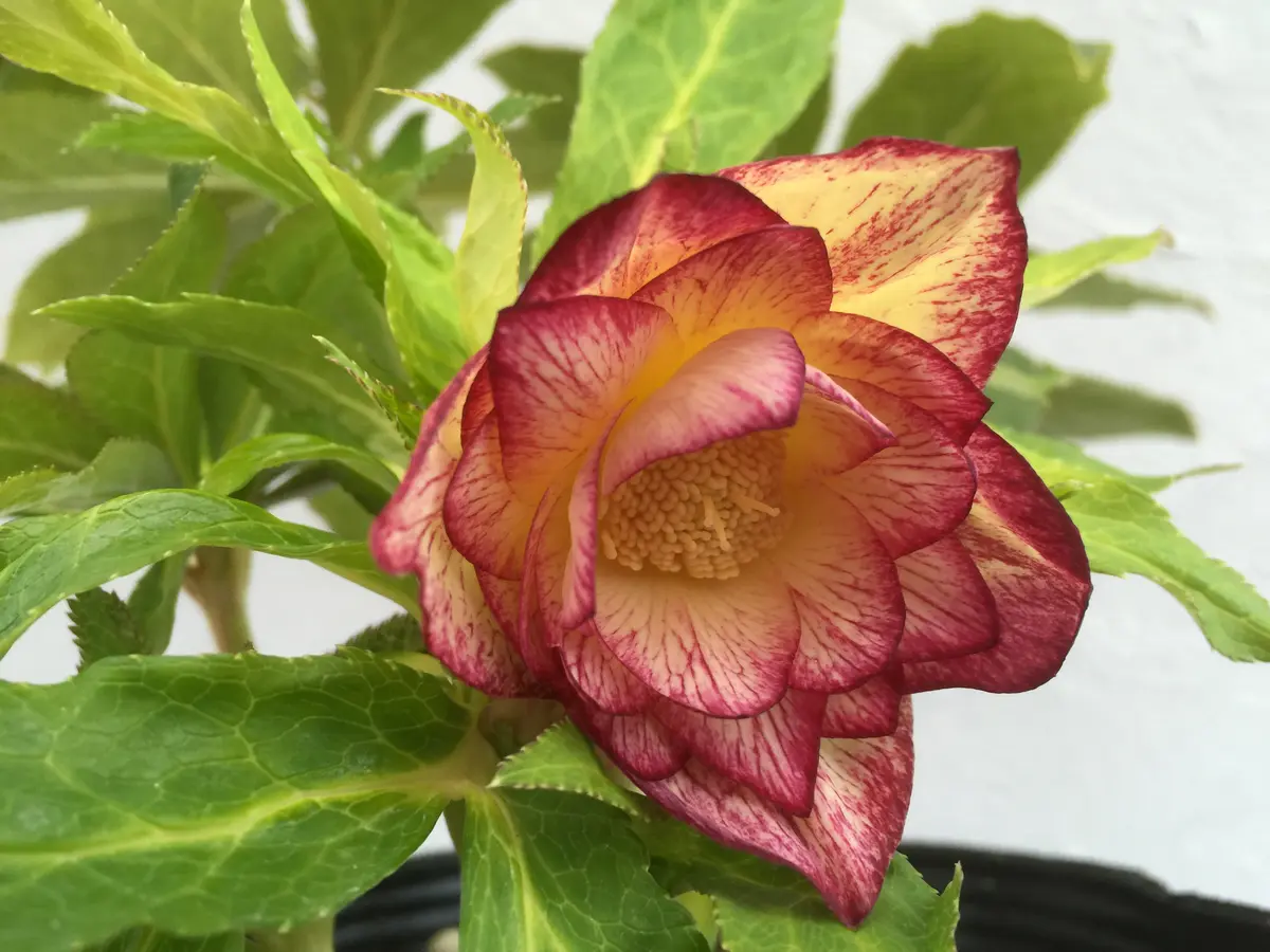 DDデビルレインボー作出年:2016年悪「クリスマスローズ・レインボー