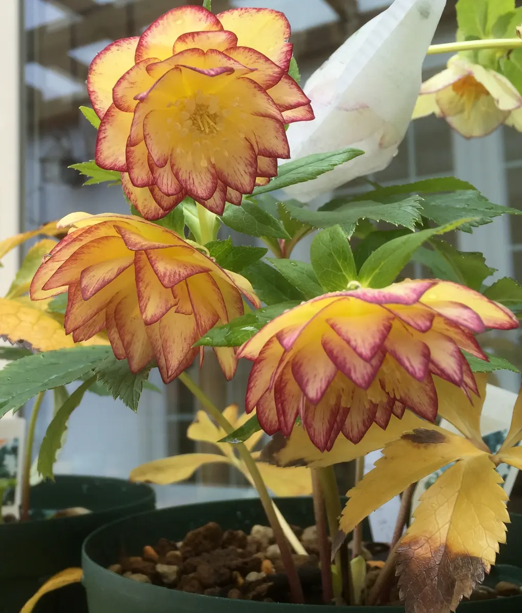 DDスーパーレインボー作出年:2016年「クリスマスローズ・レインボー