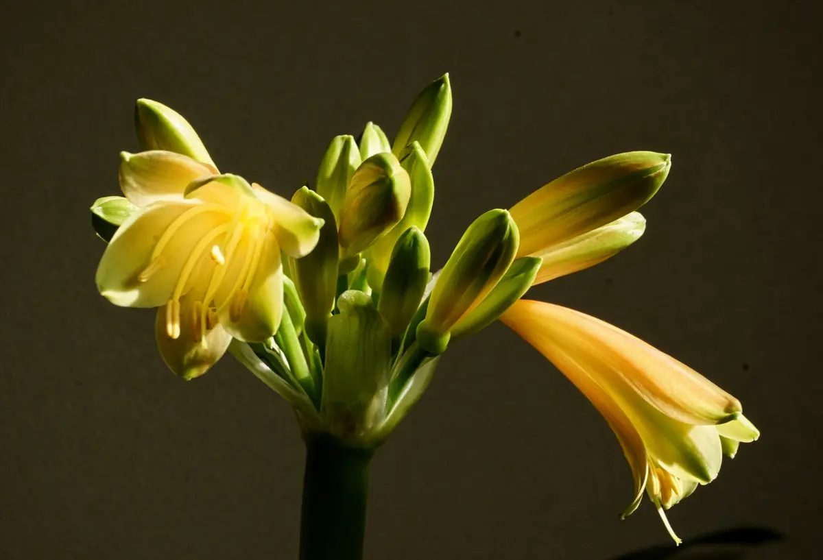 クンシラン　縞　交配種 クンシラン 雀縞 交配種 2株 - メルカリ