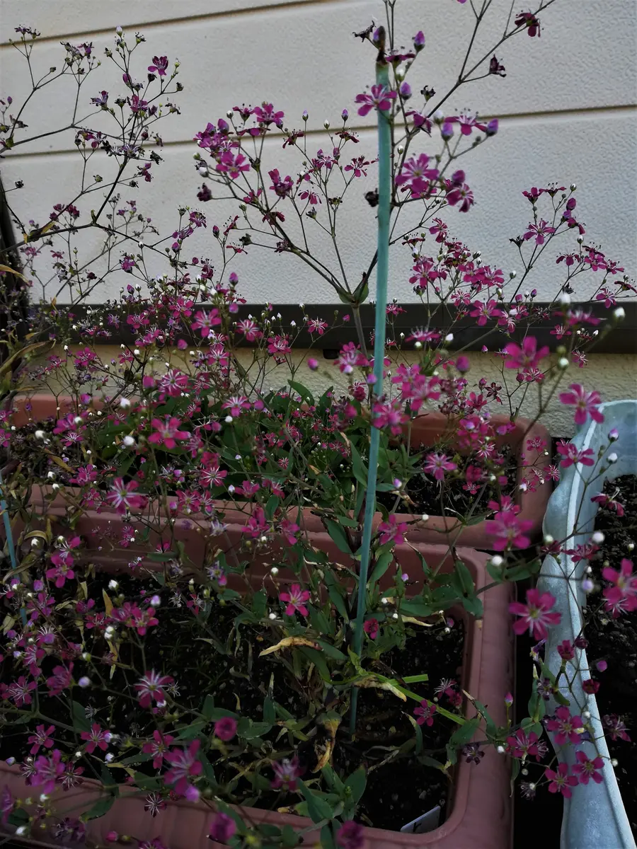 今年のカスミ草は赤（エレガンス クリ「KZ花のアルバム」の