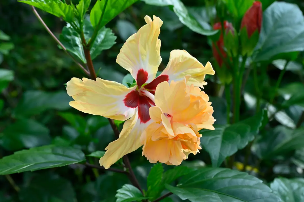 ハイビスカスイエローフラミンゴが絶好「我が家の庭に咲くお花たち