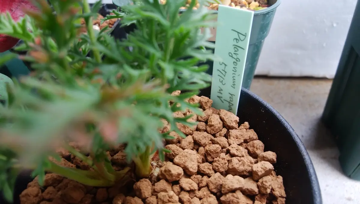 ペラルゴニウムの写真-みんなの趣味の園芸780043