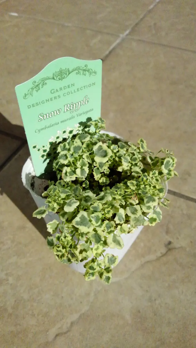 スノーリップル、買いました😉ネット検...「お庭の宿根草」のアルバム-みんなの趣味の園芸755963