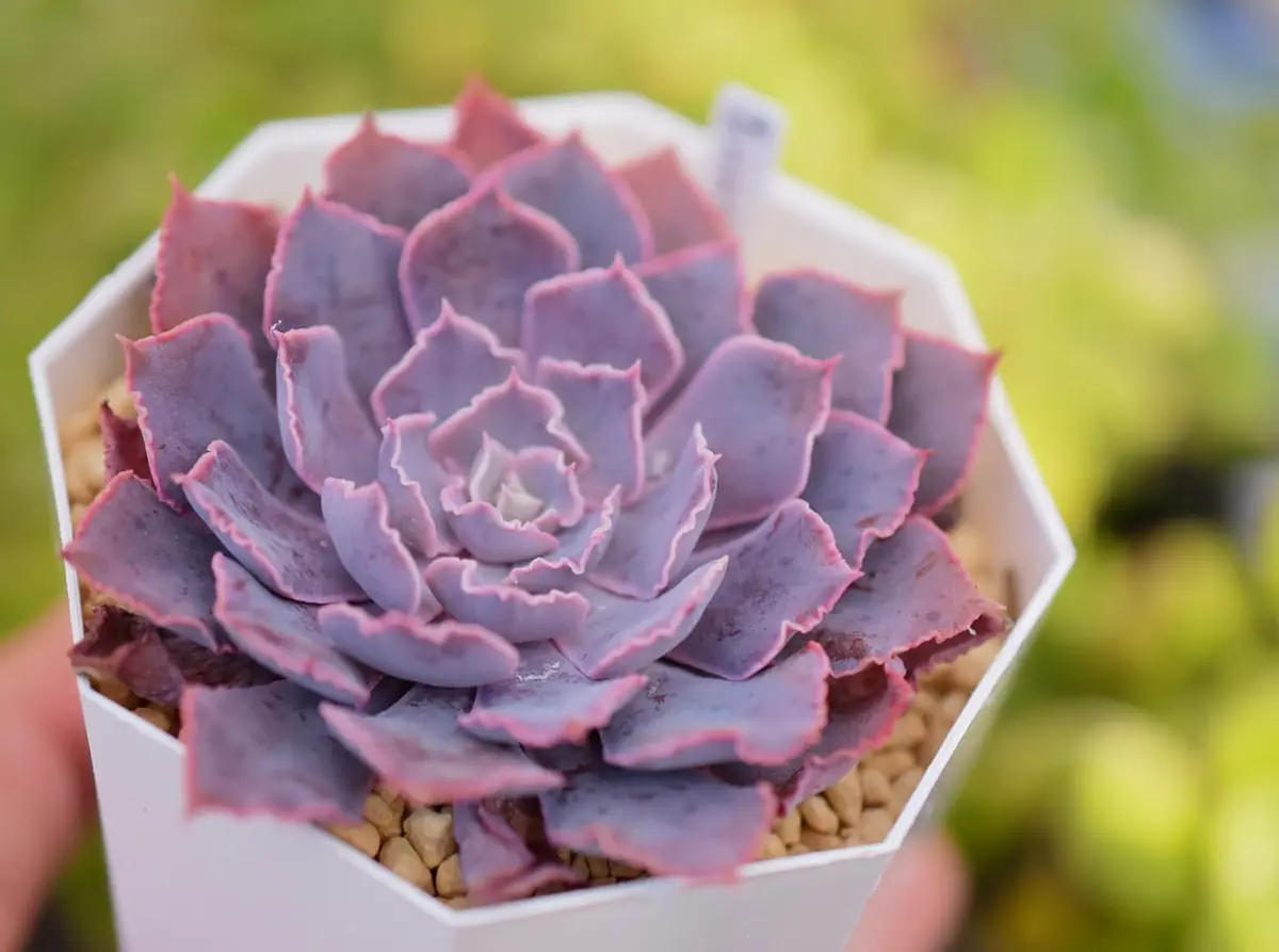 ピンクフリル🌱葉が薄くてその名前のお一人さま多肉♡｜アルバム