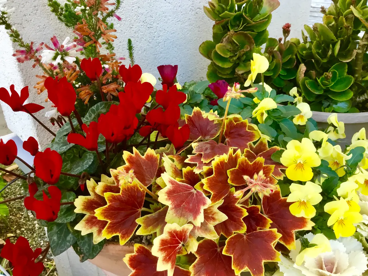 寄せ植えにしたもみじ葉ゼラニウムが美しい「てんこの花づくり(藤沢の庭)2019冬⛄️」のアルバム-みんなの趣味の園芸761006