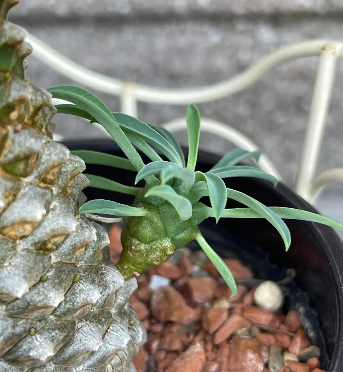 パイナップルコーンに子株ができました「多肉さん❣️」のアルバム