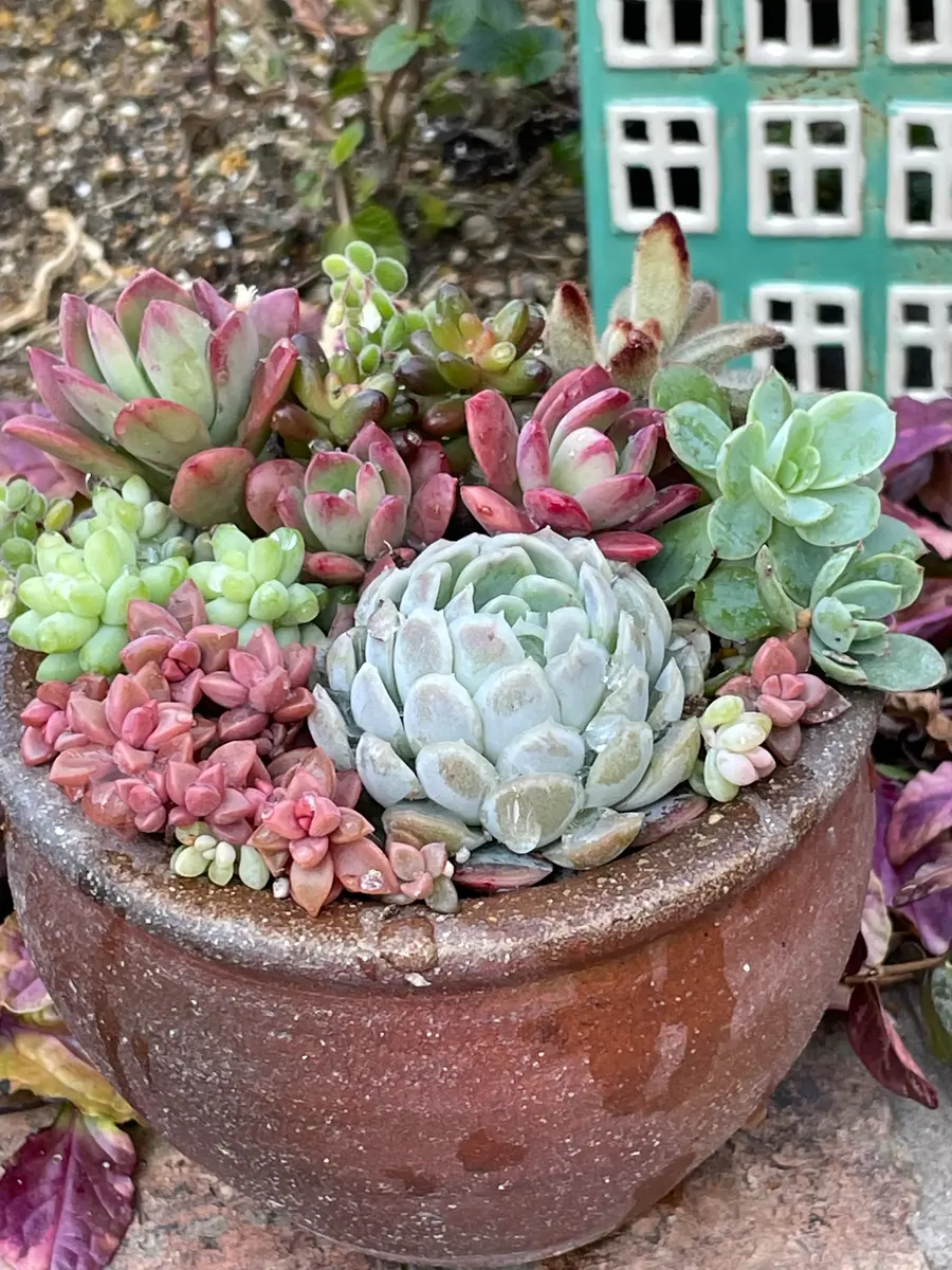 No.449 ❁ストロベリーアイス❁ 抜き苗 多肉植物 寄せ植え No.449