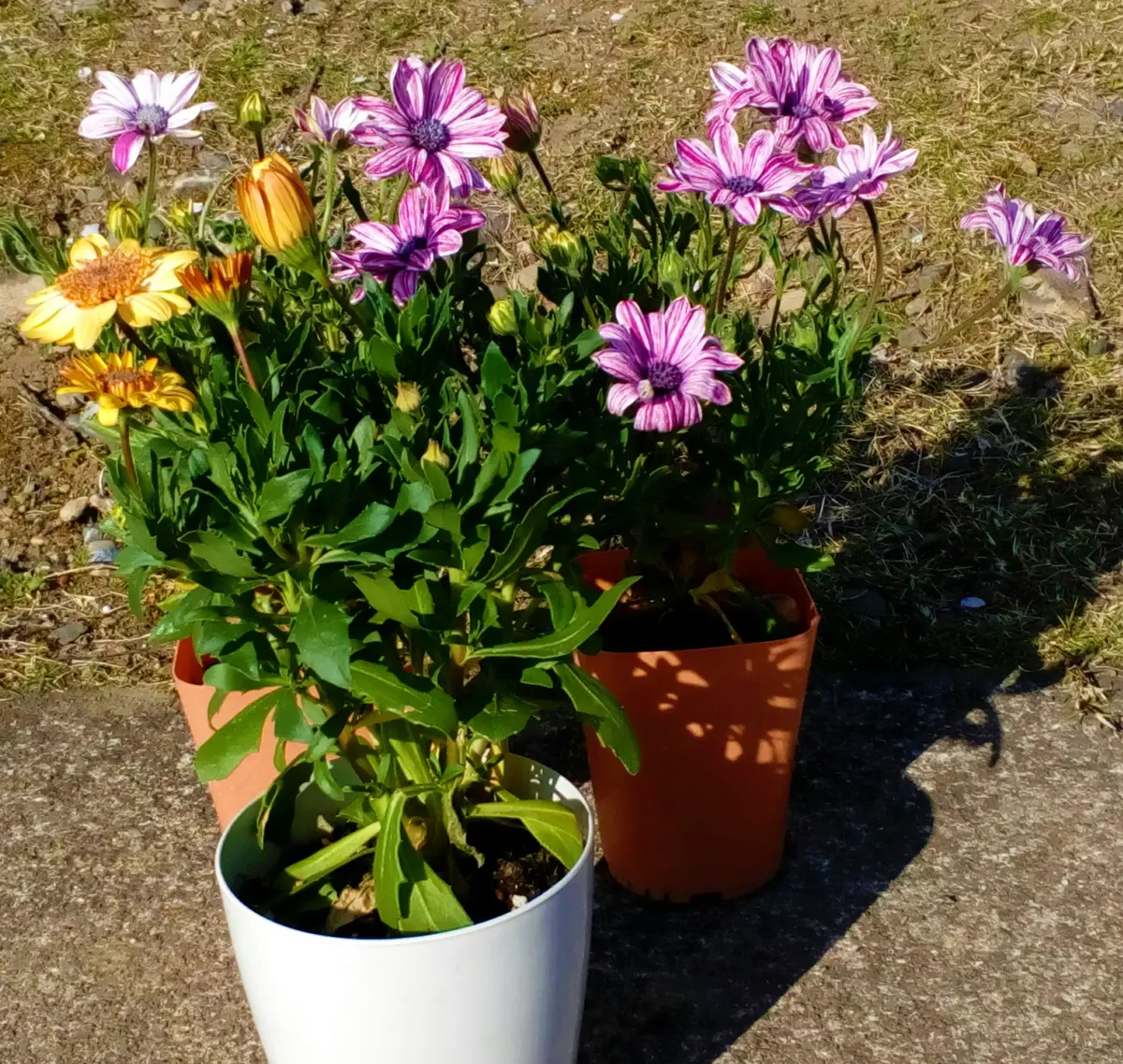 ディモルフォセカとは｜育て方がわかる植物図鑑｜みんなの趣味の