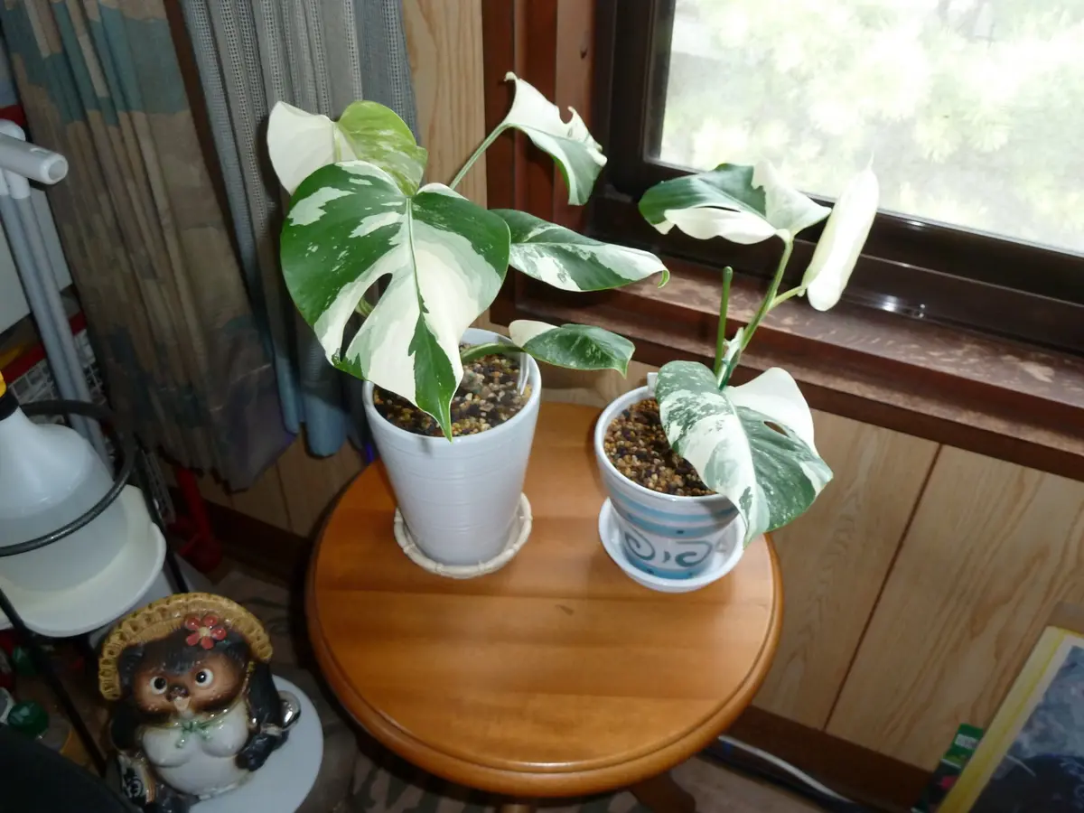 ヒメモンステラ 斑入り