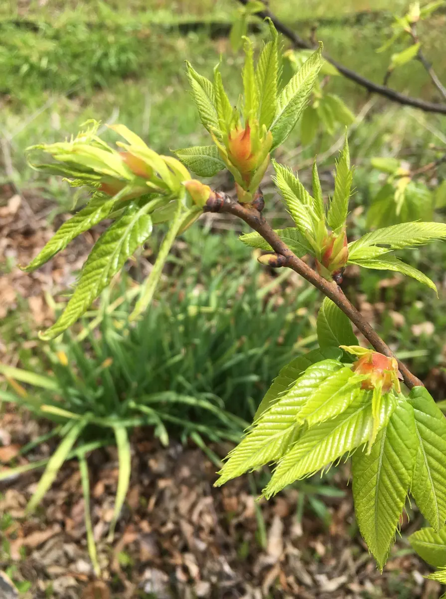 畑の栗の木に、新芽が出てきました。「樹木、果樹（4月）」のアルバム