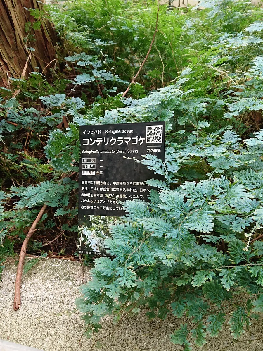 コンテリクラマゴケです。イワヒバ科「花あそび 1年中の花苔シダ