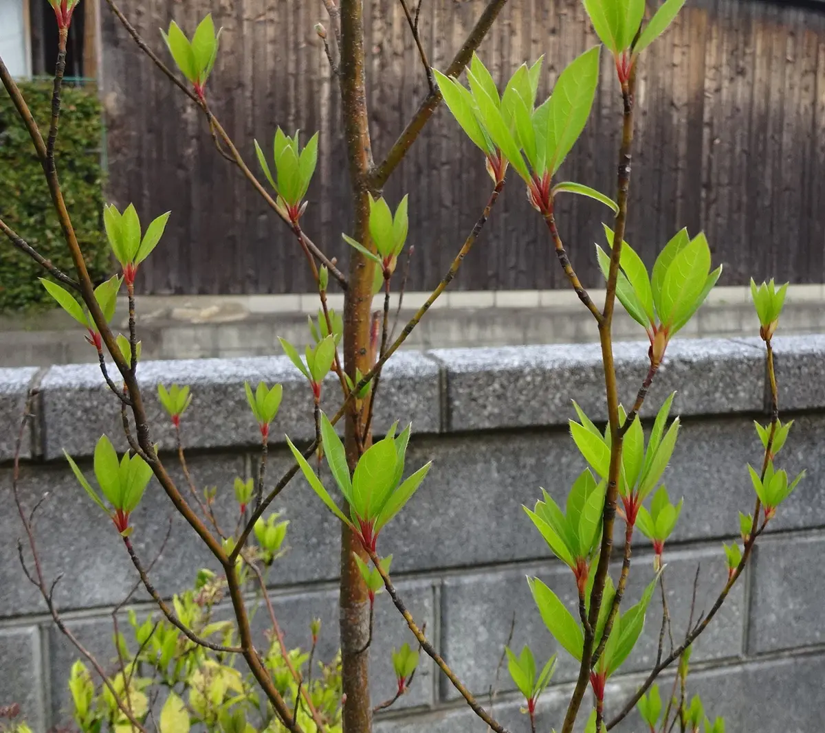 前花壇のクロモジ。新芽の、赤と黄緑の「樹木、果樹（4月）」の