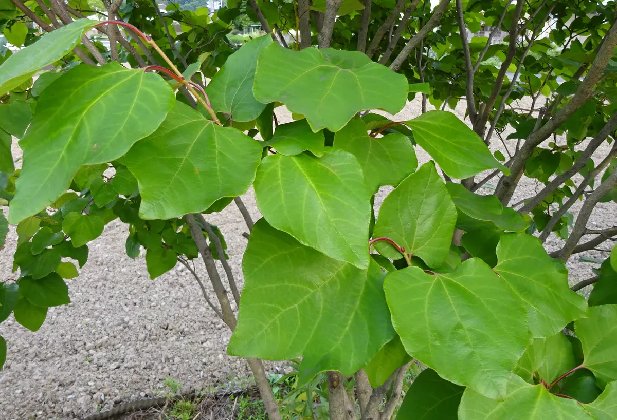 畑のダンコウバイ。新芽は丸くてかわい「樹木、果樹（6月）」の