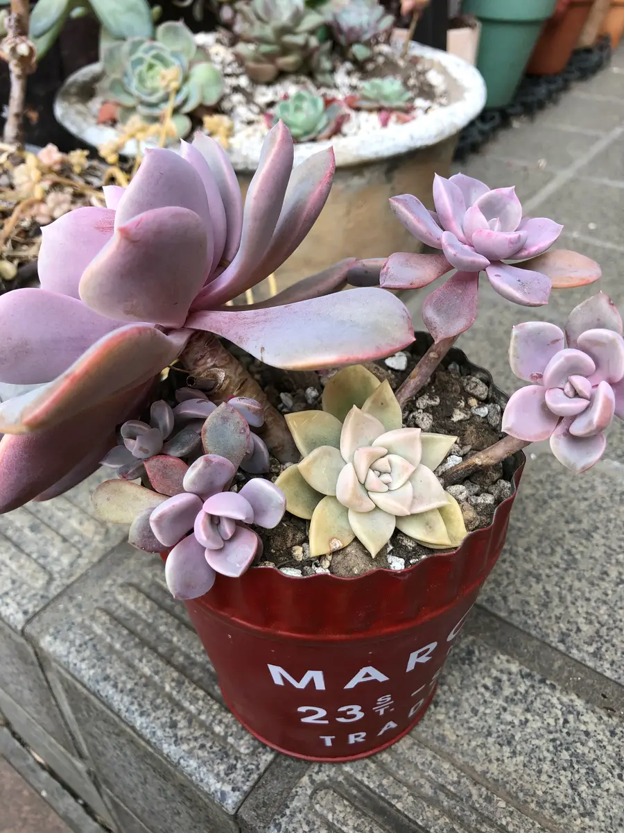 寄せ植えていたデビーが大きく、子沢山「多肉」のアルバム-みんなの