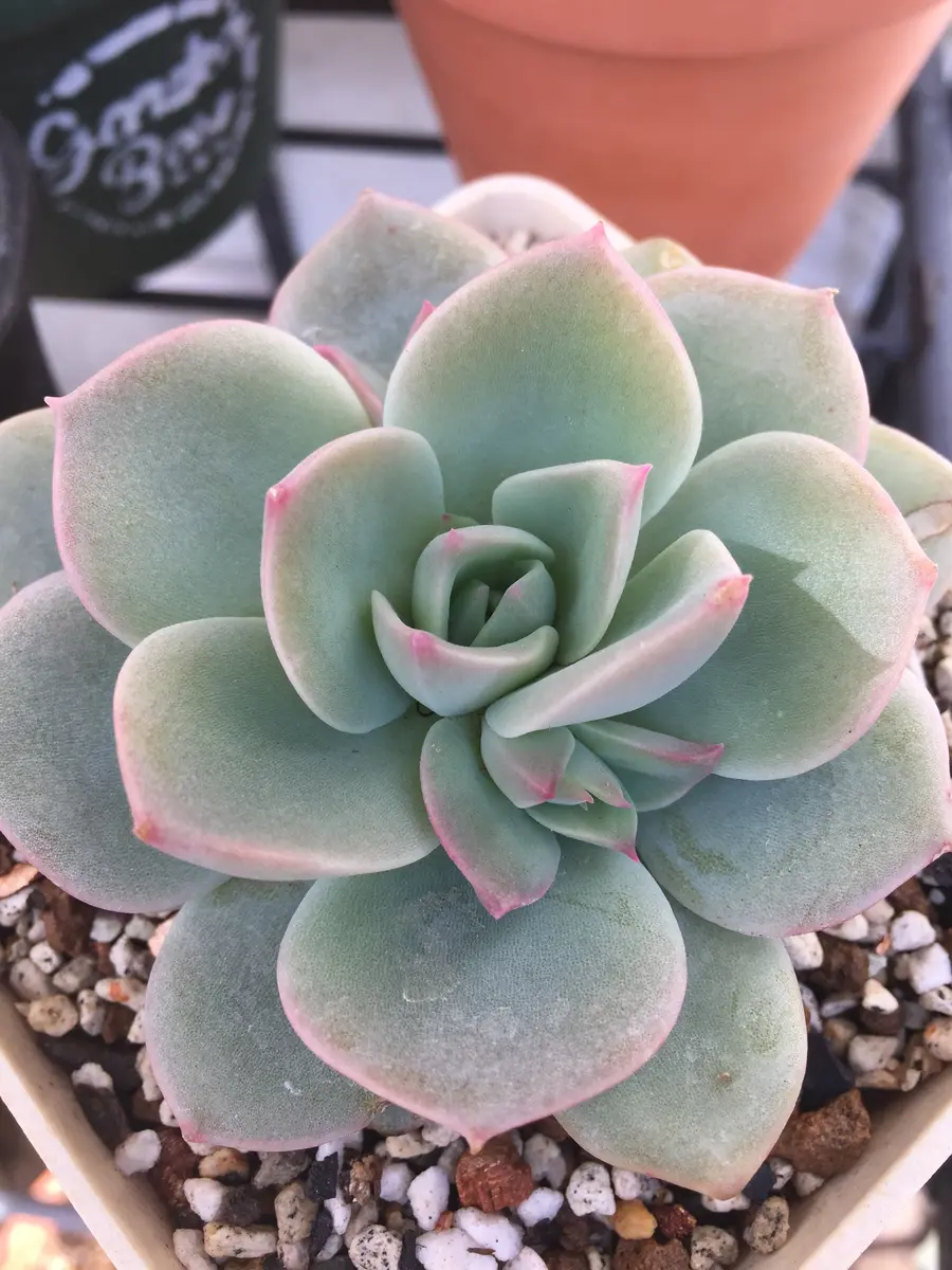 ファンクイーン。この前まとめ買いした「多肉」のアルバム