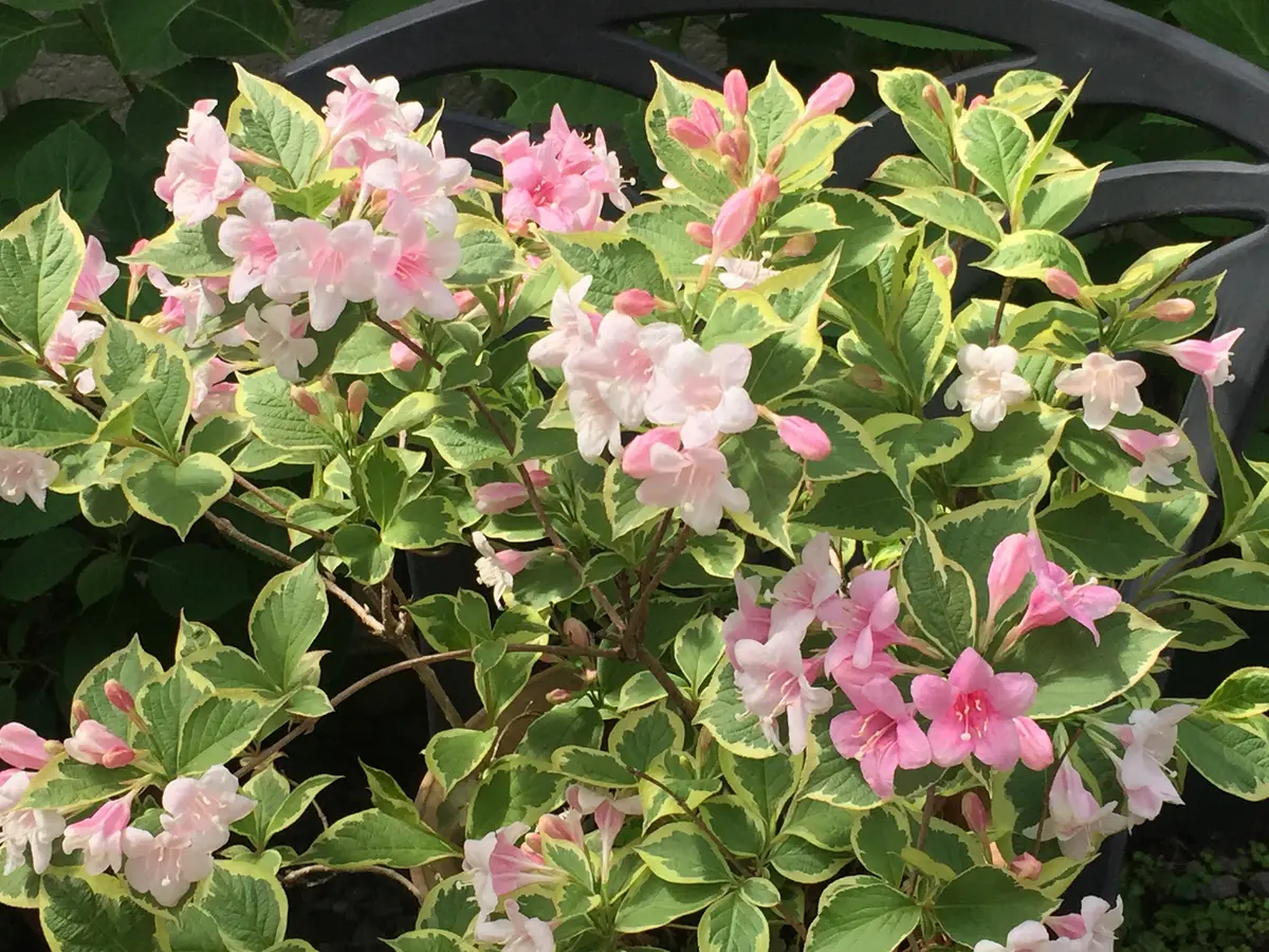 斑入りハコネウツギ 挿し木からの「我が家の花達2019」の