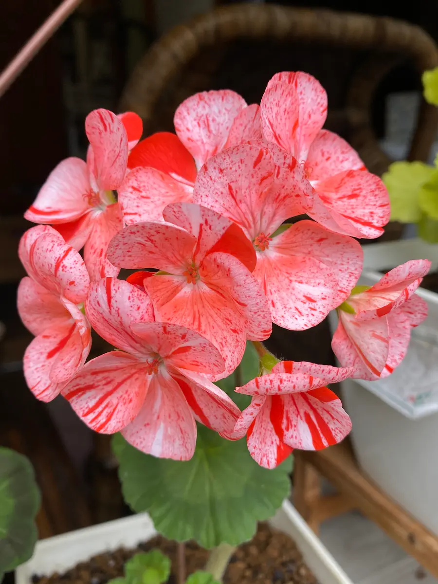 本物保証!  ゼラニウム アベニダモザイクレッド「我が家の花達2019 プリザーブドフラワー