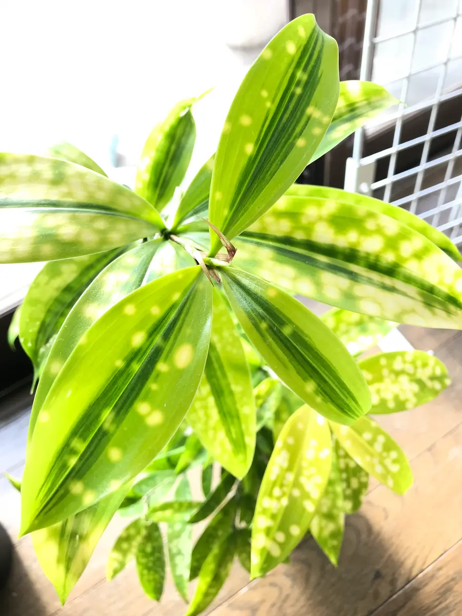ドラセナ ゴッドセフィアナ ゴールデ「観葉植物」のアルバム