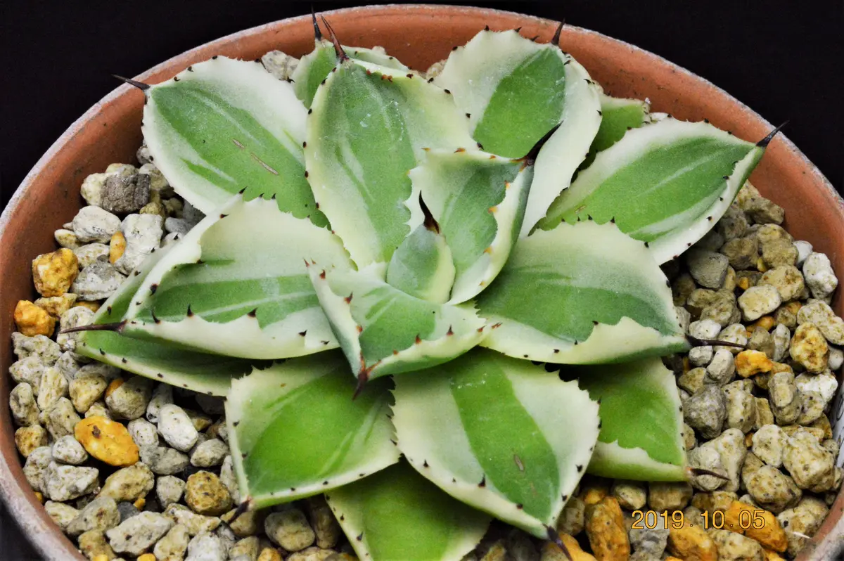 2019/10/5撮影アガベ・デザートダイヤ「アガベ」のアルバム