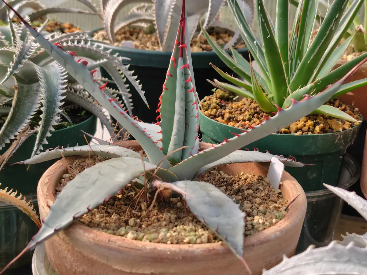 確認用　アガベ　屈原の舞扇×ブラッドスポット　子株2株付　パライシ　2株おまとめ 2025-12-08撮影屈原の舞扇「アガベ」のアルバム-みんなの趣味の園芸2576745