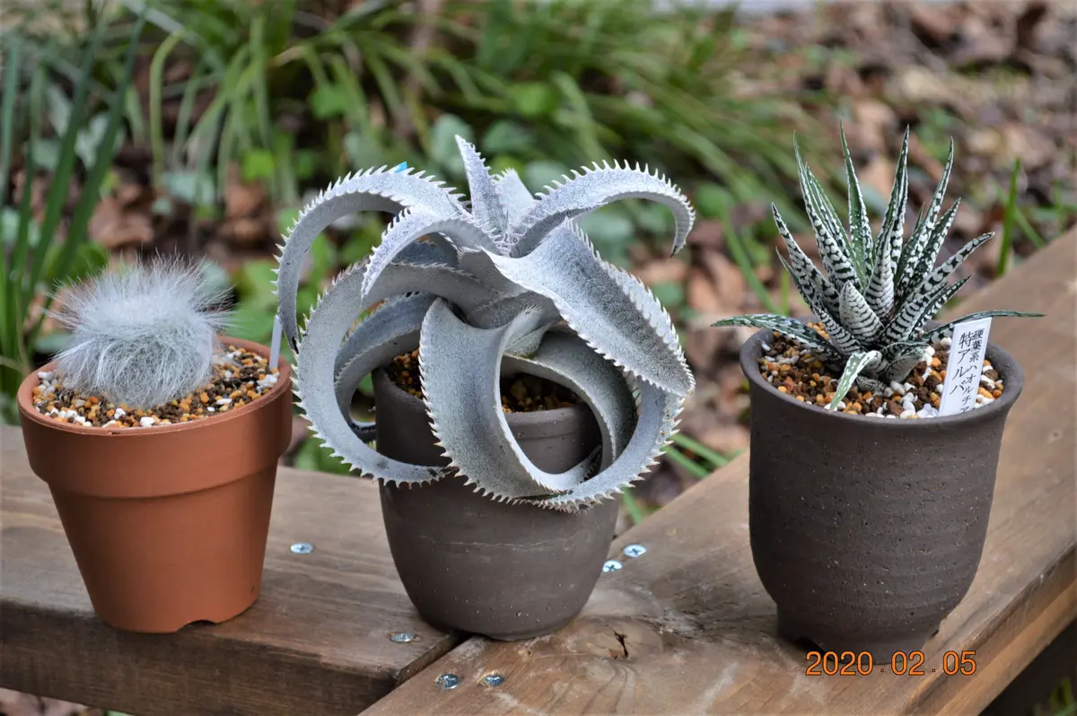 2020/2/5撮影マルニエルラポストレイ（「ディッキア」のアルバム