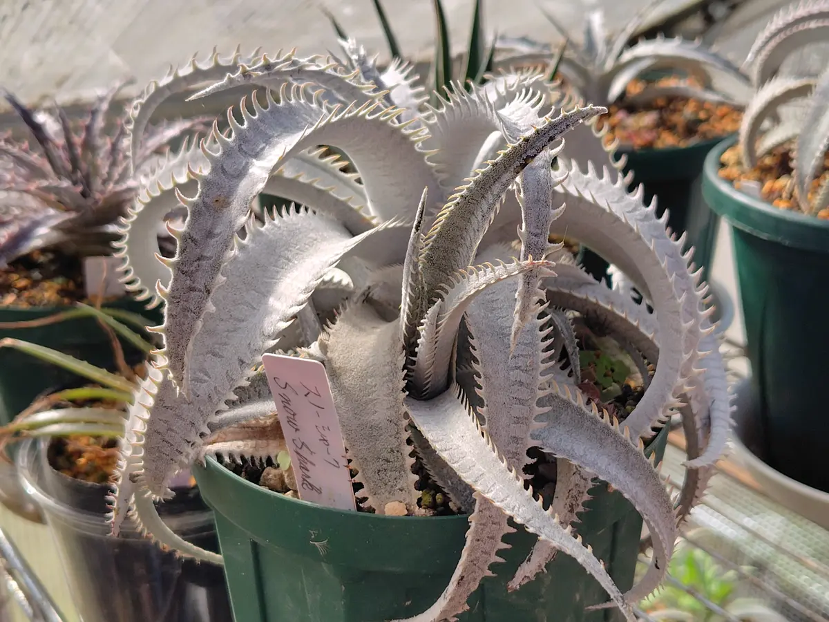 2025-11-20撮影スノーシャーク「ディッキア」のアルバム-みんなの趣味