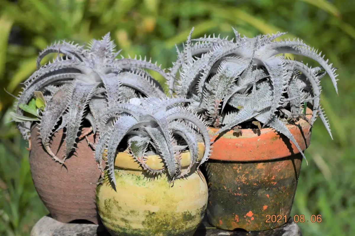 2021-08-06撮影マルニエルラポストレイ「ディッキア」のアルバム