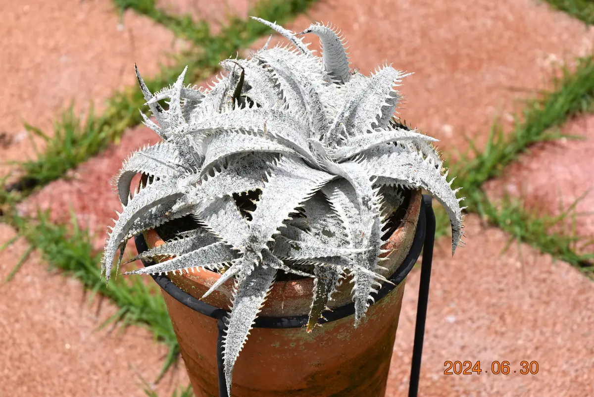 2024-06-30撮影マルニエルラポストレイ「ディッキア」のアルバム