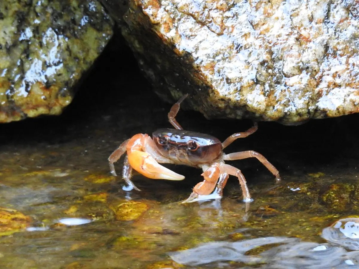 渓流の石の下にサワガニ発見。静かに奥愛おしき生き物たち2019