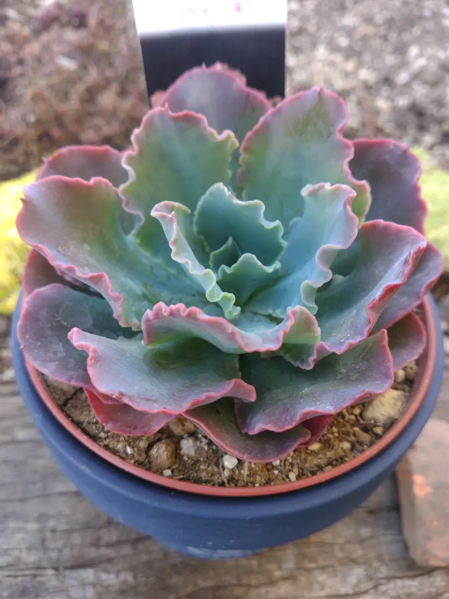 多肉植物 カット苗♡プリンセスパール大苗 多肉植物 カット苗♡プリンセスパール大苗 多肉植物 カット苗