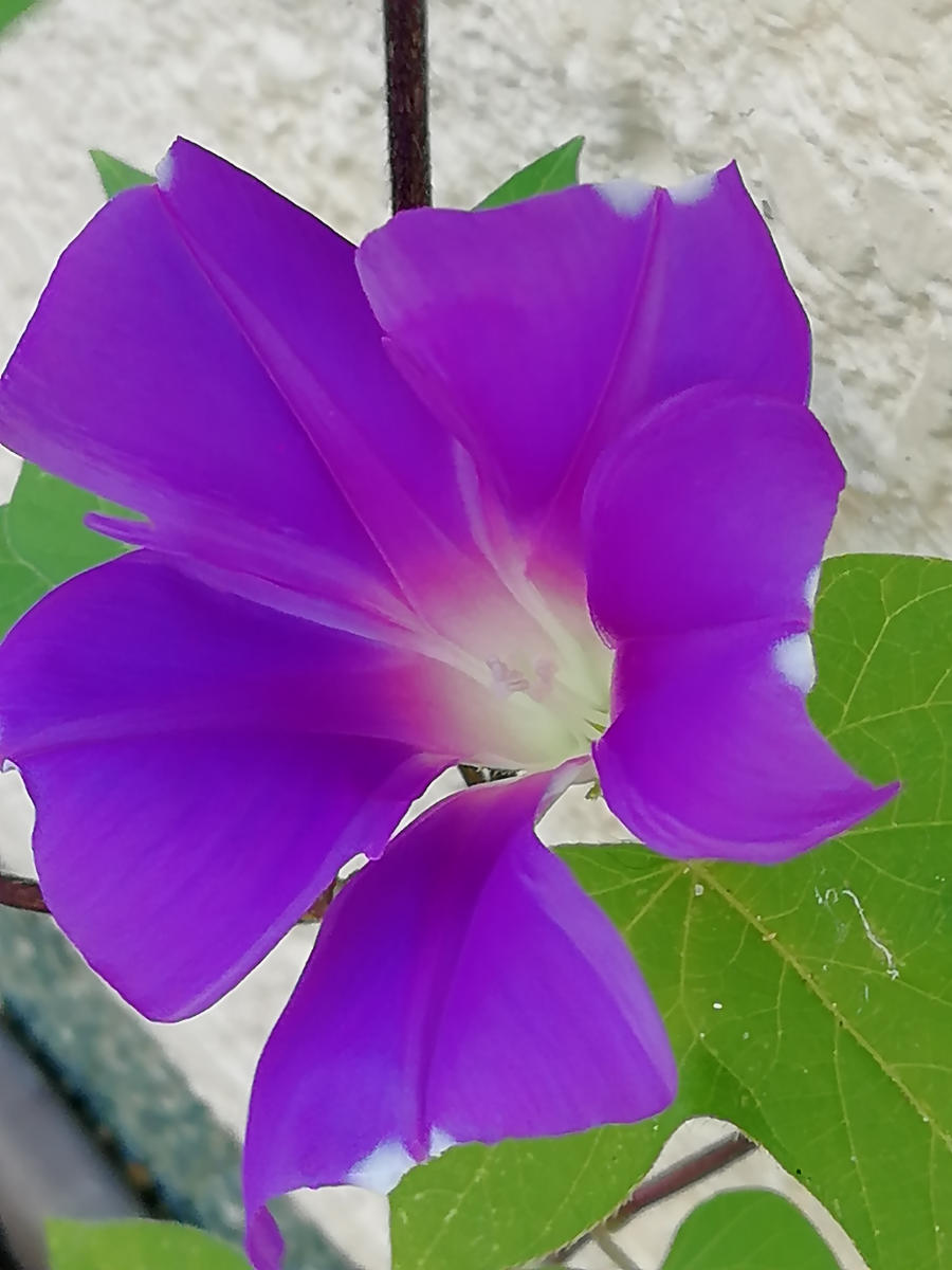 朝顔 の 花びら は 何 枚