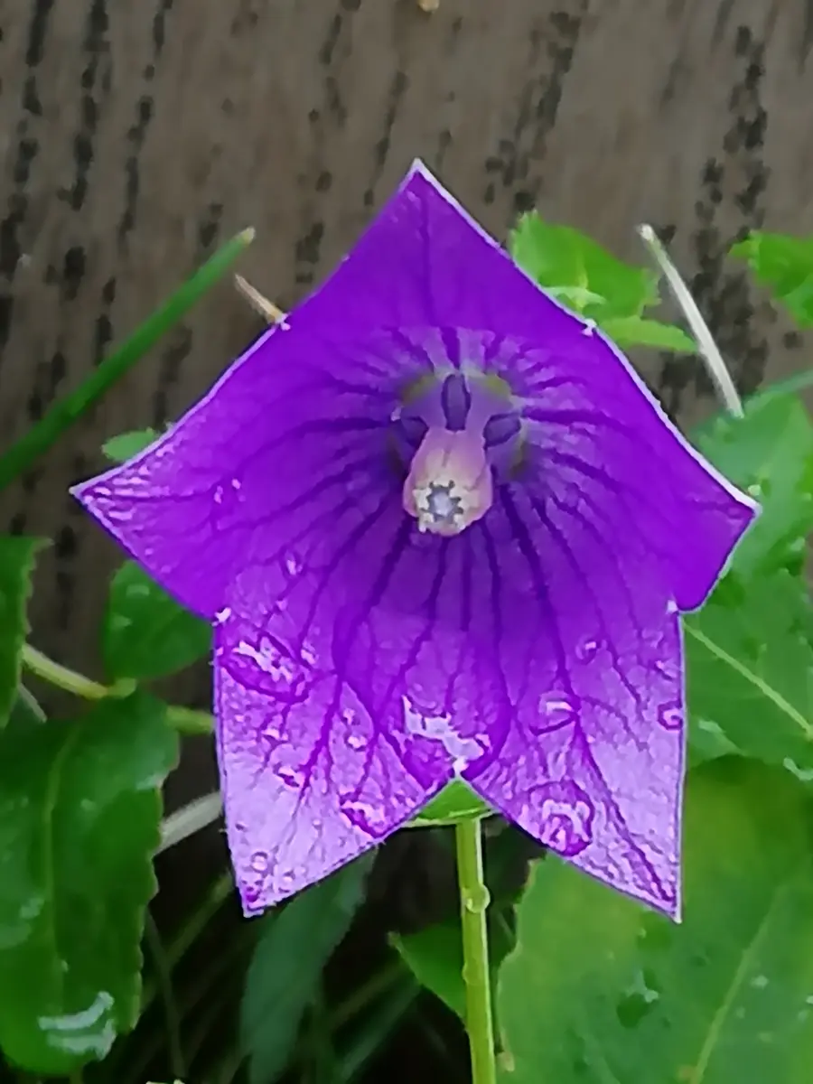 桔梗色が濃くて綺麗です。種を頂いて「自宅で」のアルバム-みんなの