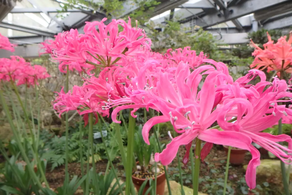 ネリネ マンセリー ピンク色綺麗なが「大阪府立花の文化園イベント