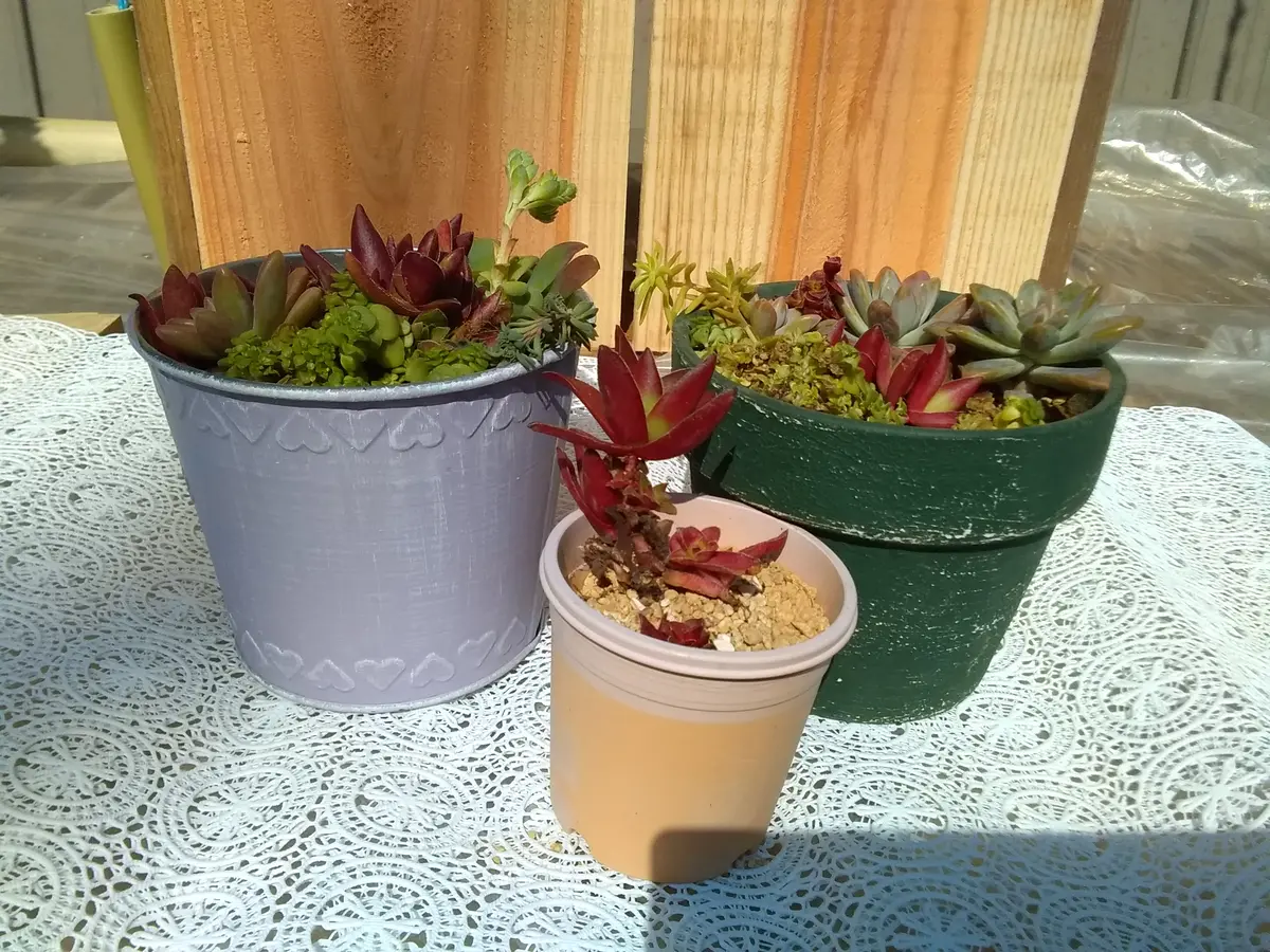 専用‼︎多肉植物^o^ カクレイ 専用‼︎多肉植物^o^ カクレイ 専用‼︎多肉植物^o^ カクレイ 専用‼︎多肉植物^o^ カクレイ