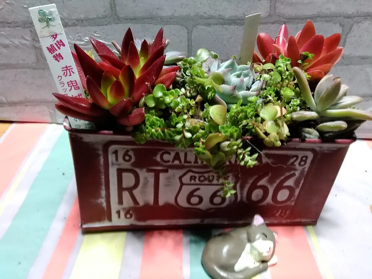 クラッスラ属赤鬼城の寄せ植えです（*'「春を待つ多肉さん2
