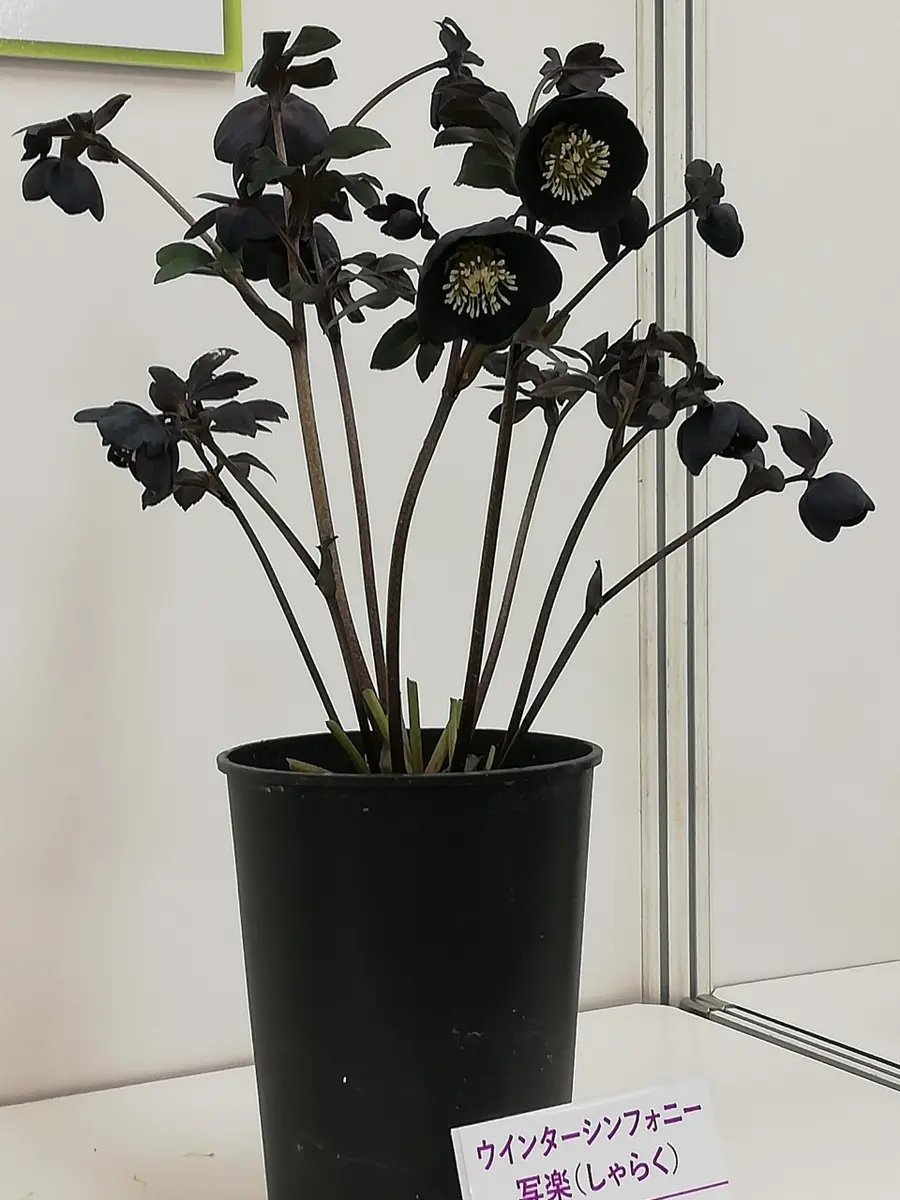 好評 ウインターシンフォニー （写楽）「クリスマスローズの世界展 花