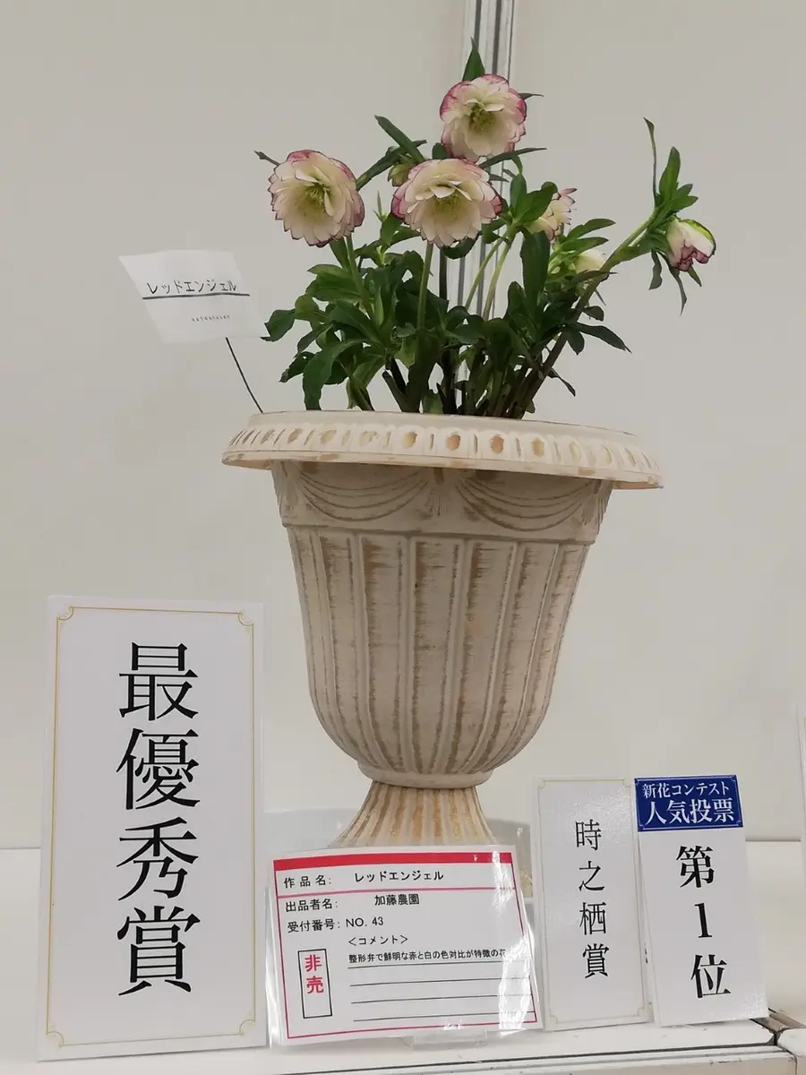 最優秀賞 レッドエンジェル「クリスマスローズの世界展 2019