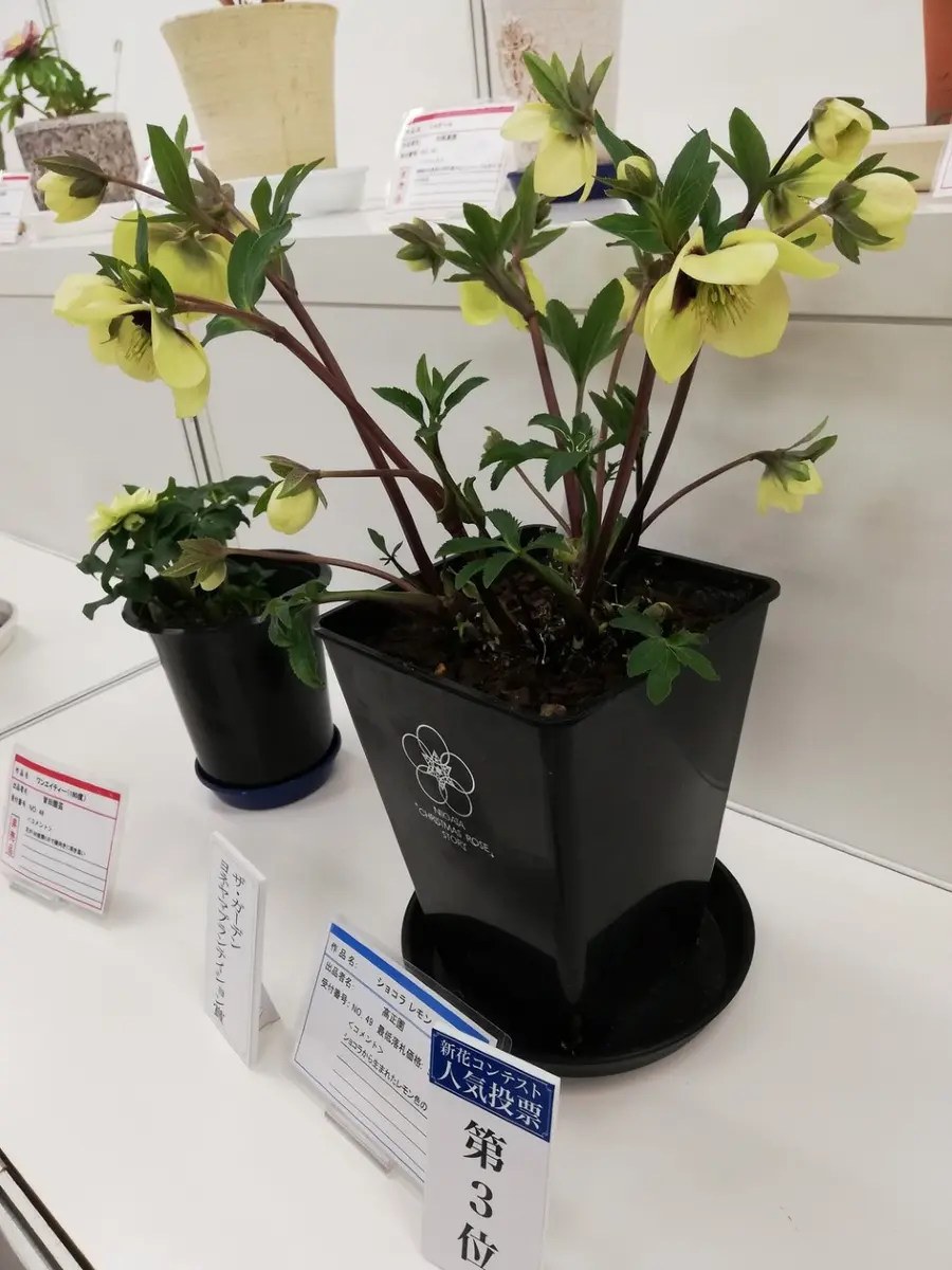 ショコラ レモン「クリスマスローズの世界展 2019
