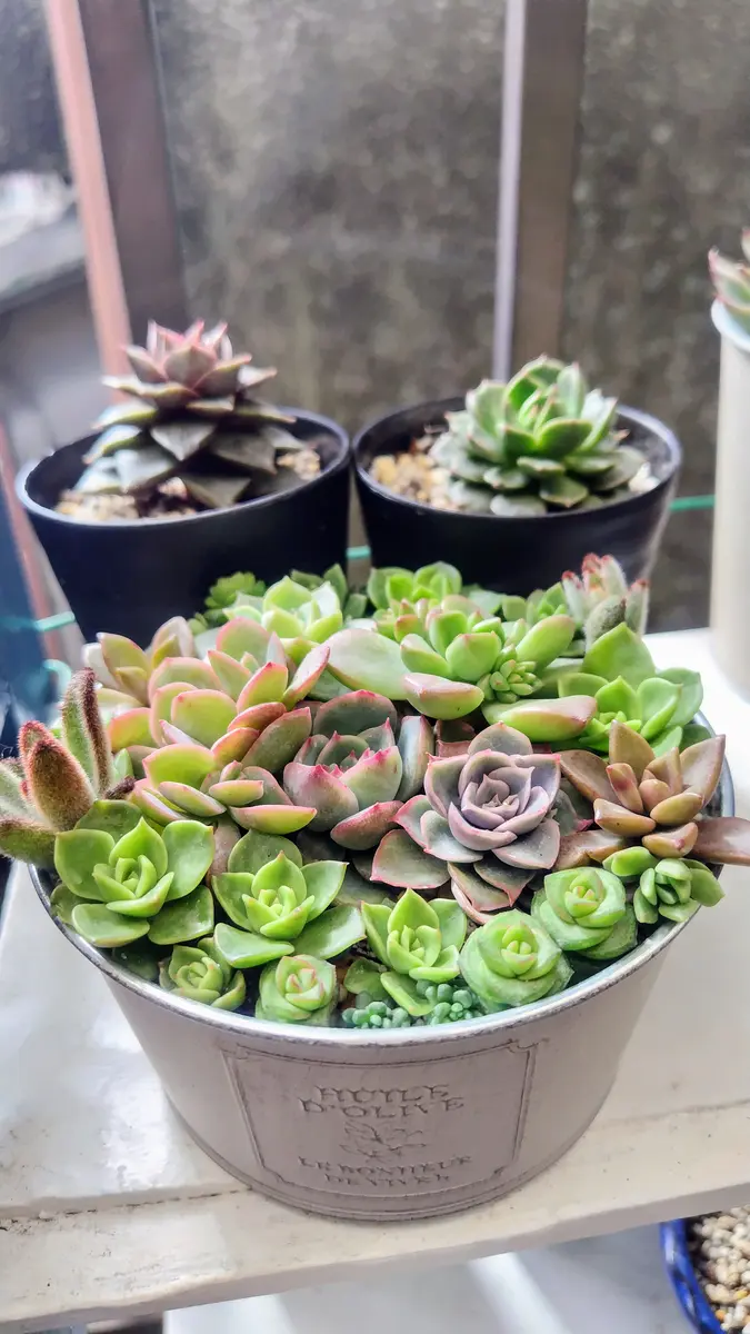 多肉の寄せ植え✨真ん中メインのエケベ「番外編」のアルバム