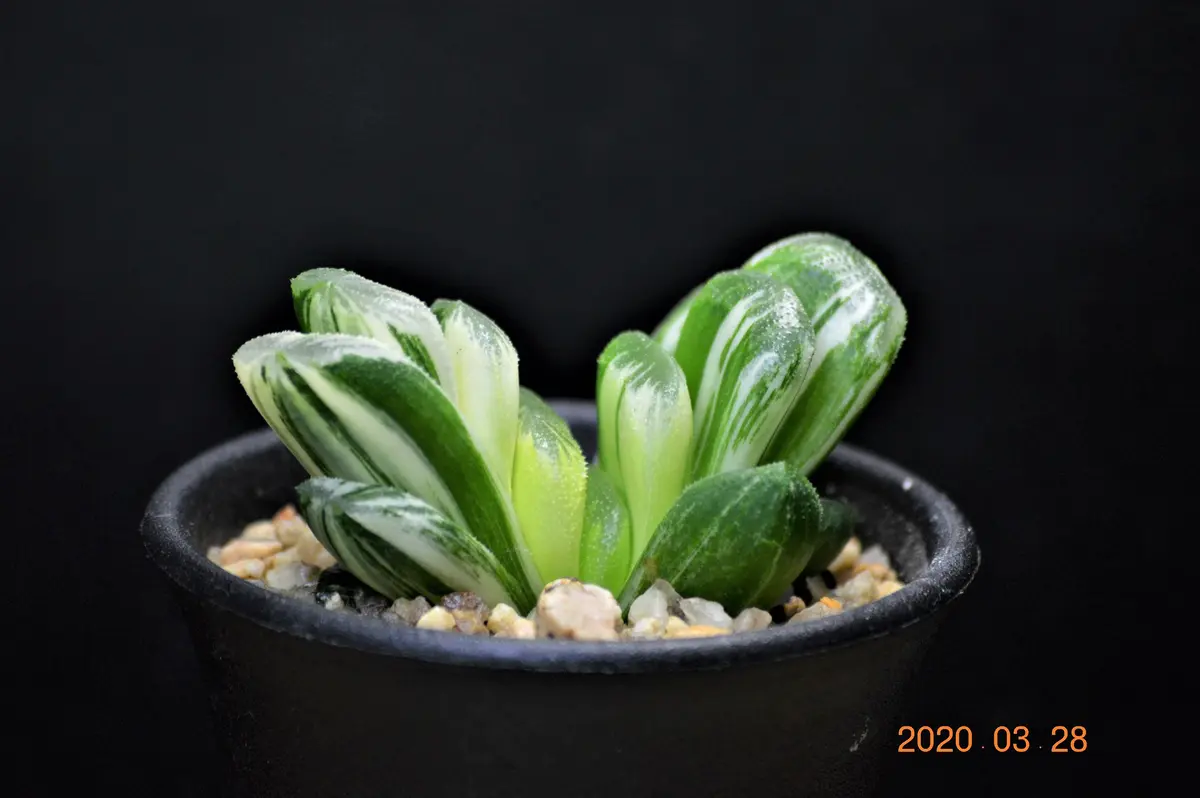 多肉植物 ハオルチア 静鼓錦 希少 極上株 観葉植物