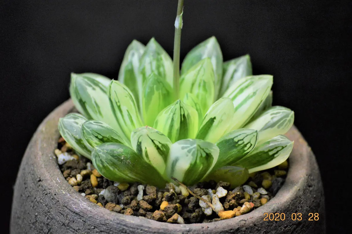 ☆☆臙脂交配錦＊ハオルチア＊錦☆☆ ○ハオルチア オブツーサ交配錦 成長記録🌱｜🍀GreenSnap