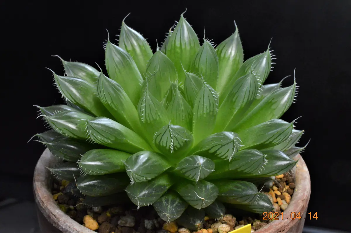 多肉植物 ハオルチア 台湾李氏実生29 PHT-PO-E110