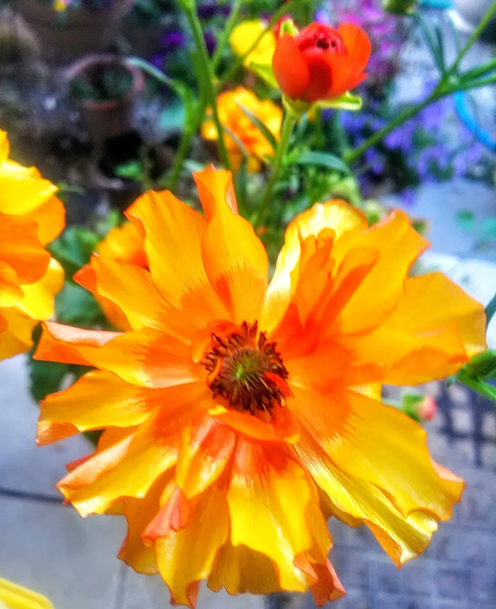 ラナンキュラス・ラックス・ポスポロス「てんこの花づくり(藤沢の庭