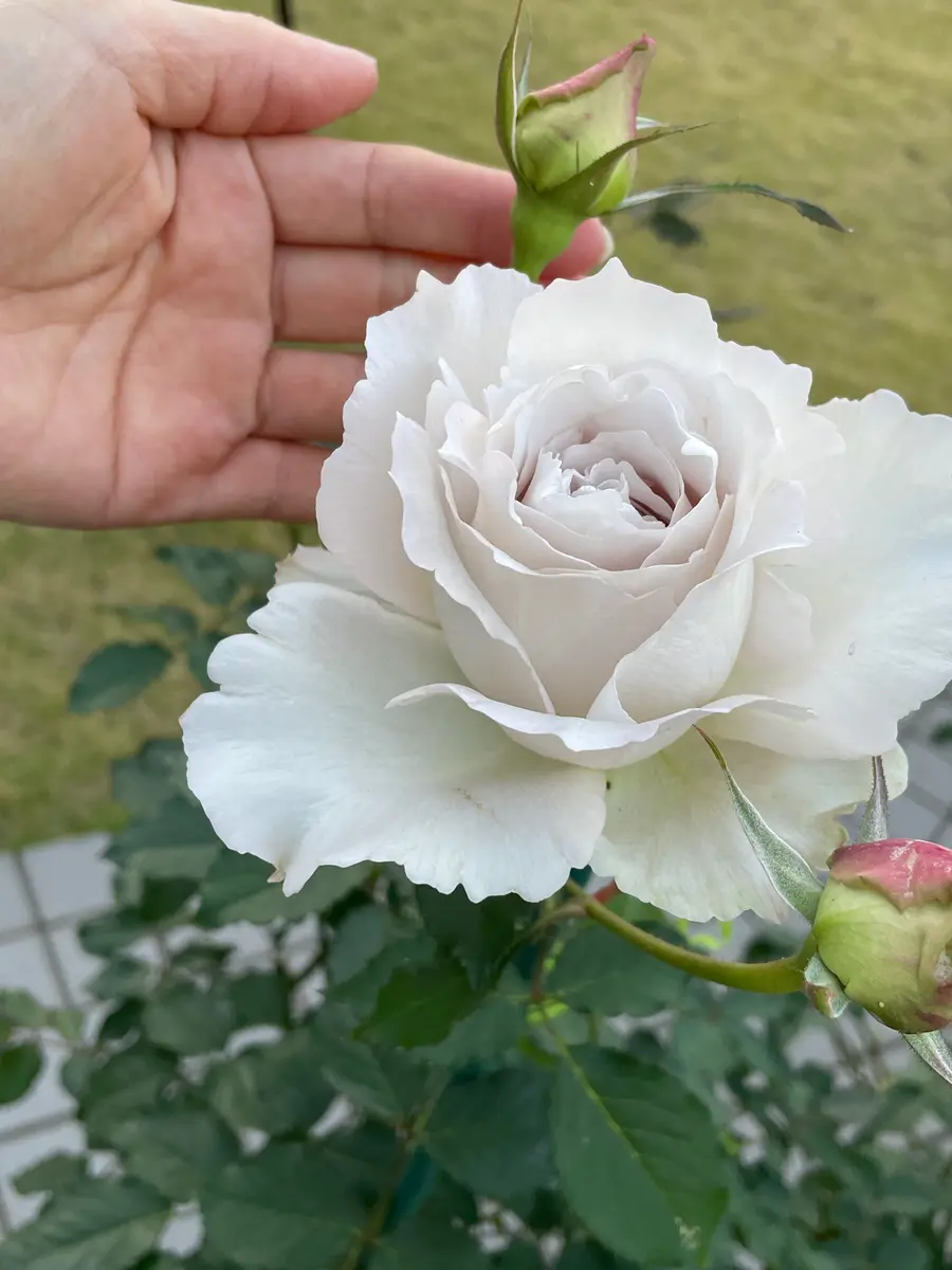 バラ（ブッシュ・ローズ）の写真-みんなの趣味の園芸1601051