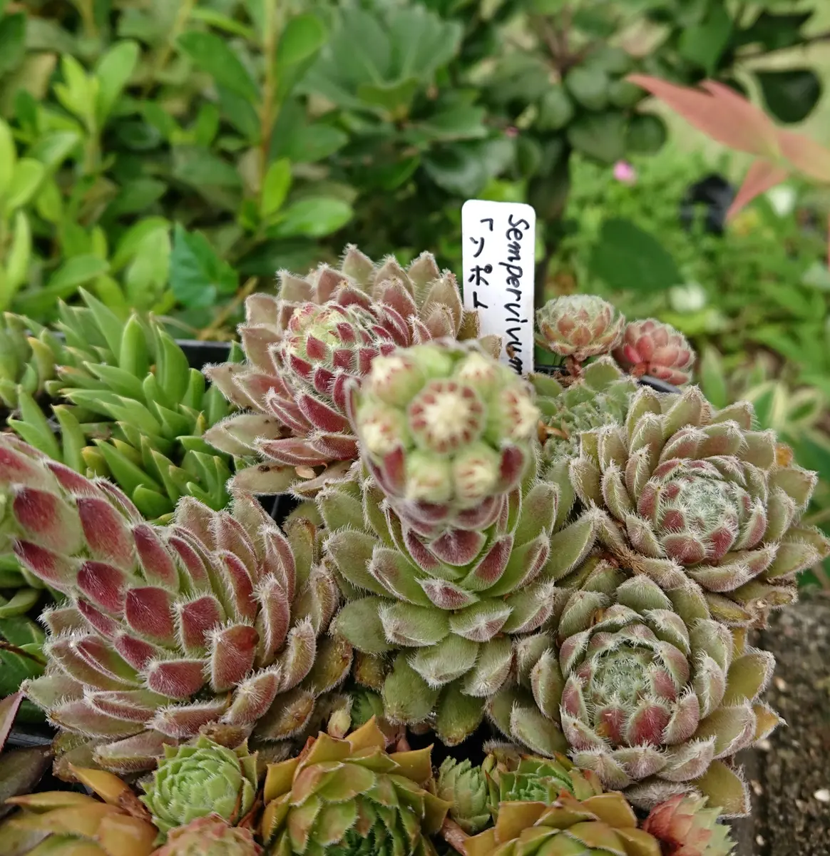 Flamingo Sempervivum センペルビブム （Estelle