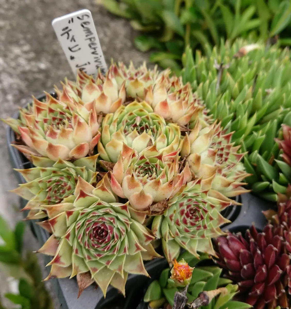 センペルビウム（センペルビブム）の写真-みんなの趣味の園芸893976