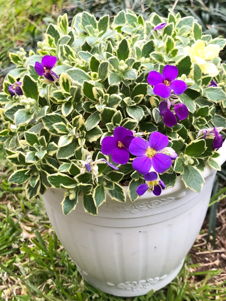 4/1オーブリエチアバリエガータ・ラピ「庭に咲く花Season2🎵」の