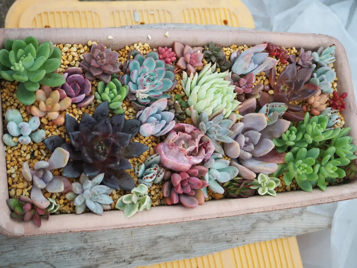 2019 多肉植物 寄せ植え 【公式通販】
