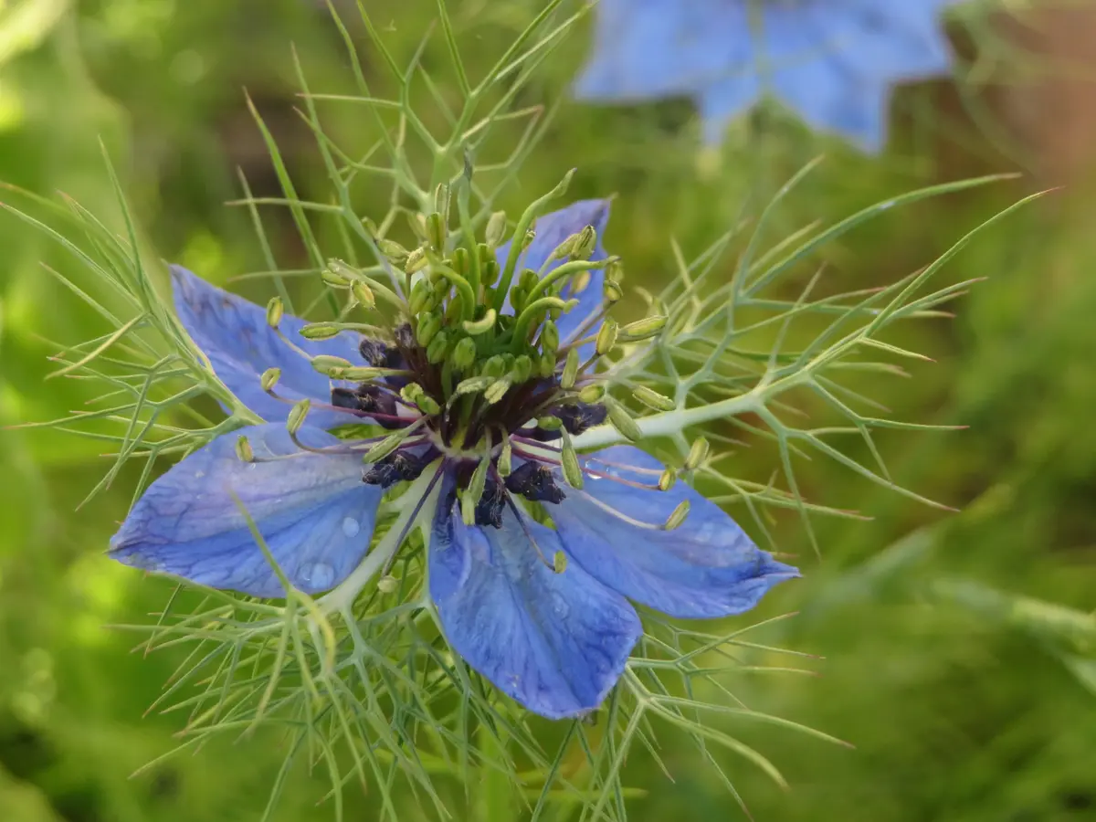 ニゲラ青の一重種の準備開始！「2019年 花＆花木」のアルバム